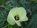 Insect on yellow flower of okra plant