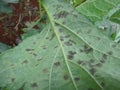 Leaf spot on okra plant