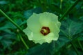 Okra, Abelmoschus esculentus, known in many English-speaking countries as ladies` fingers or ochro, is a flowering plant in the Royalty Free Stock Photo