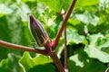Okra plant edible seed pod
