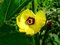 Okra Abelmoschus esculentus, known in many English-speaking countries as ladies' fingers or ochro, is a flowering plant. Royalty Free Stock Photo