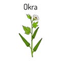 Okra Abelmoschus esculentus , or Lady Finger Plant. Royalty Free Stock Photo