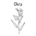 Okra Abelmoschus esculentus , or Lady Finger Plant.