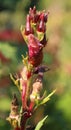 Okra, Abelmoschus esculentus,