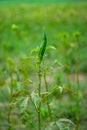 Okra, also known as lady s finger, is a green vegetable plant Royalty Free Stock Photo