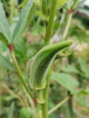 Okra buds readying to harvest Royalty Free Stock Photo