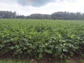 okra crop picture
