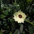 Okra flower, Beautiful yellow okra flower on the tree Royalty Free Stock Photo