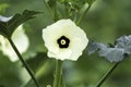 Okra flower, day, isolated on plant with few leaves, white petals with black centre and pale yellow stemen Royalty Free Stock Photo