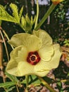 Okra Flowers Royalty Free Stock Photo