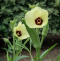 Beautiful okra flowers and pods in backyard vegetable garden