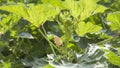 Okra fruit anti diabetes plant Royalty Free Stock Photo