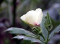 Okra fruit and flower