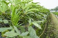 Close-up the okra fruit is in the fruiting stage Royalty Free Stock Photo