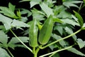 Okra in garden