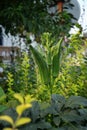 Okra in the garden