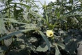 Okra, green fruiting vegetable and its` flower and pod Royalty Free Stock Photo