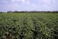 Okra, green fruiting vegetable and its` flower and pod