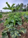 Okra growing in agriculture field Royalty Free Stock Photo