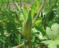 Okra growing in the garden