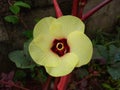 Okra or ladies finger flower, Close-up view Royalty Free Stock Photo