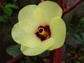 Okra or ladies finger flower, Close-up view Royalty Free Stock Photo