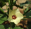 Okra Ladies Finger Flower Stock Photo Royalty Free Stock Photo