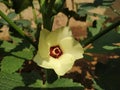 Okra Ladies Finger Flower Stock Photo