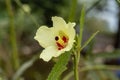 Okra or ladies finger yellow flower Royalty Free Stock Photo