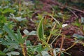 Okra, ladies` fingers, ochro or gumbo plant Royalty Free Stock Photo