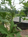 Okra, ladies fingers, okra plant Royalty Free Stock Photo