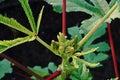 Okra or ladies` fingers plant