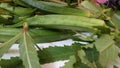 Okra ladies fingers Royalty Free Stock Photo