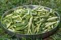 Okra lady finger cuts in slice