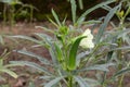 Okra Lady Finger growing farm