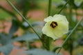 Okra or lady finger  plant with fruits and flower Royalty Free Stock Photo