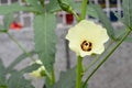 Okra or lady finger  plant with fruits and flower Royalty Free Stock Photo