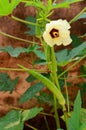 Okra or Lady finger vegetable Royalty Free Stock Photo