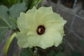 Okra, lady`s finger plant Royalty Free Stock Photo