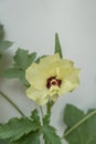 Okra, lady`s finger plant blooming Royalty Free Stock Photo