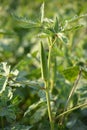 Okra or lady`s finger vegetable plant in the garden. Royalty Free Stock Photo