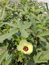 Okra ladyfingers flowers