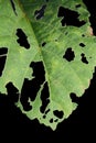 Okra leaf