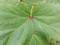 Okra leaves