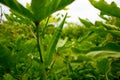 Okra or Okro, Abelmoschus esculentus, known in many English-speaking countries as ladies` fingers or ochro, is a flowering plant