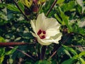 Okra or Okro, Abelmoschus esculentus, known in many English-speaking countries as ladies` fingers or ochro, is a flowering plant Royalty Free Stock Photo