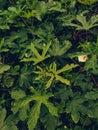 Okra or Okro, Abelmoschus esculentus, known in many English-speaking countries as ladies` fingers or ochro, is a flowering plant Royalty Free Stock Photo