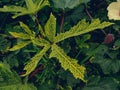 Okra or Okro, Abelmoschus esculentus, known in many English-speaking countries as ladies` fingers or ochro, is a flowering plant Royalty Free Stock Photo