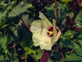 Okra or Okro, Abelmoschus esculentus, known in many English-speaking countries as ladies` fingers or ochro, is a flowering plant Royalty Free Stock Photo