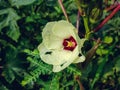 Okra or Okro, Abelmoschus esculentus, known in many English-speaking countries as ladies` fingers or ochro, is a flowering plant Royalty Free Stock Photo